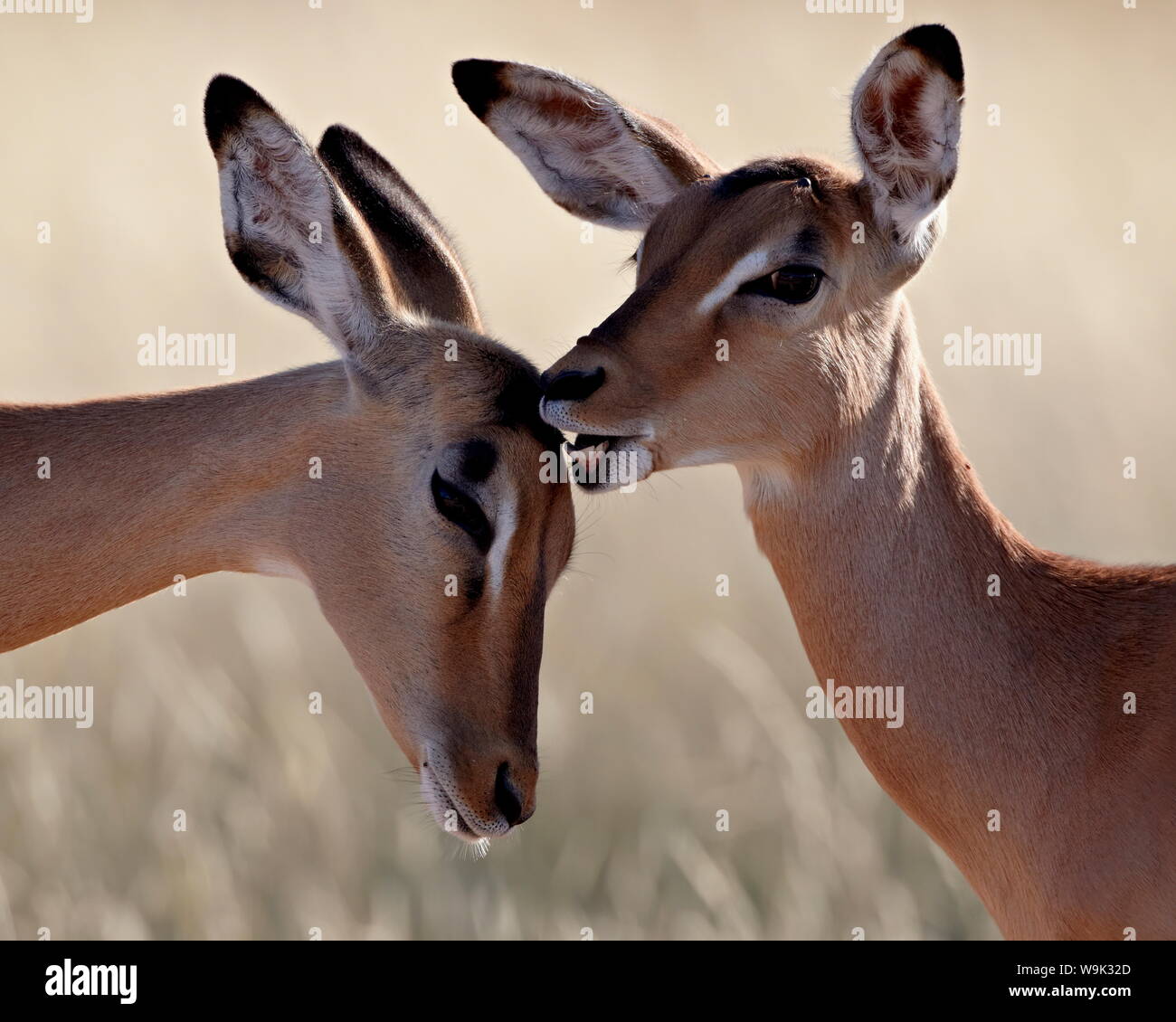 Due giovani impala (Aepyceros melampus) toelettatura, Kruger National Park, Sud Africa e Africa Foto Stock