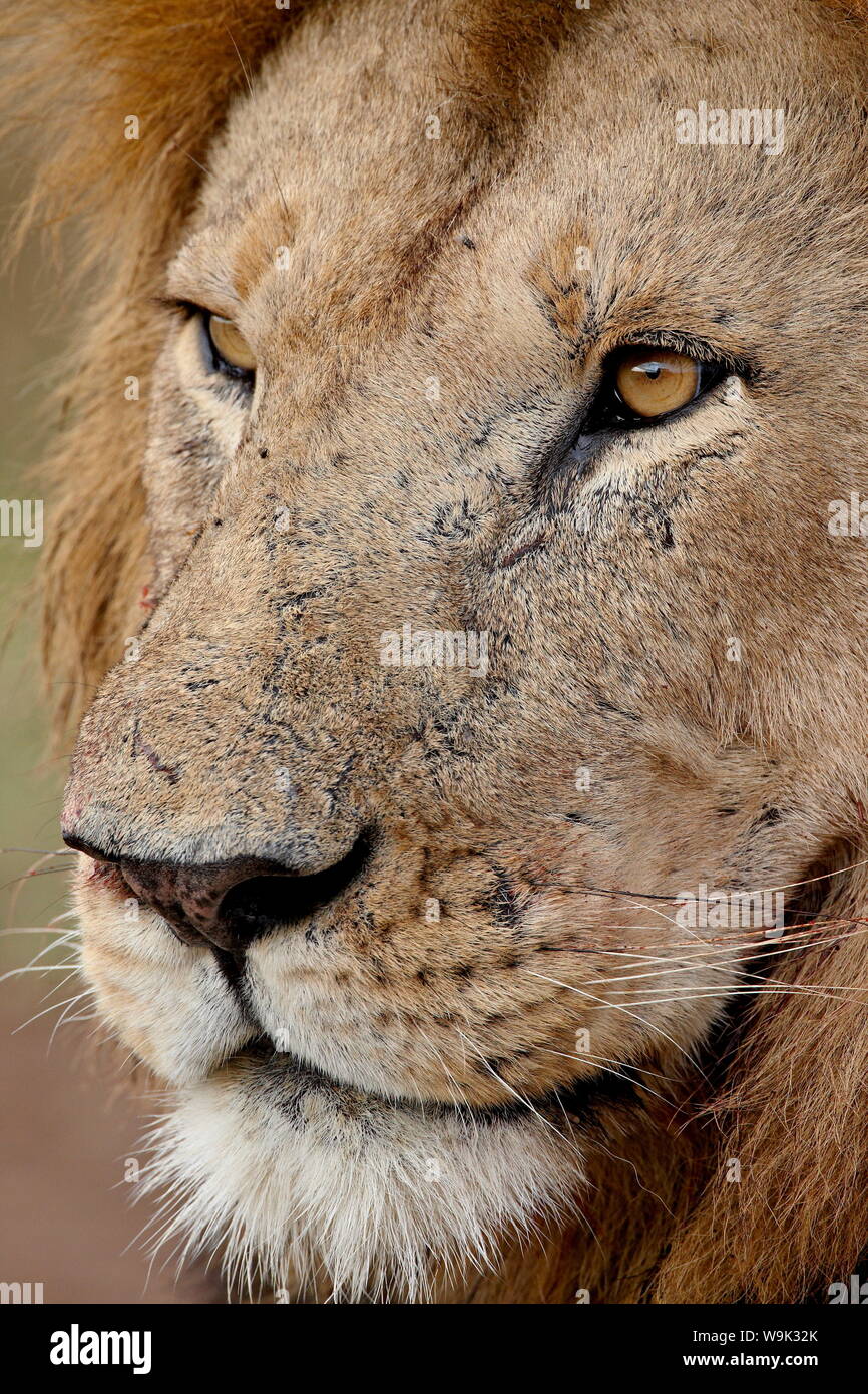 Lion (Panthera leo) fino in prossimità, il Masai Mara riserva nazionale, Kenya, Africa orientale, Africa Foto Stock