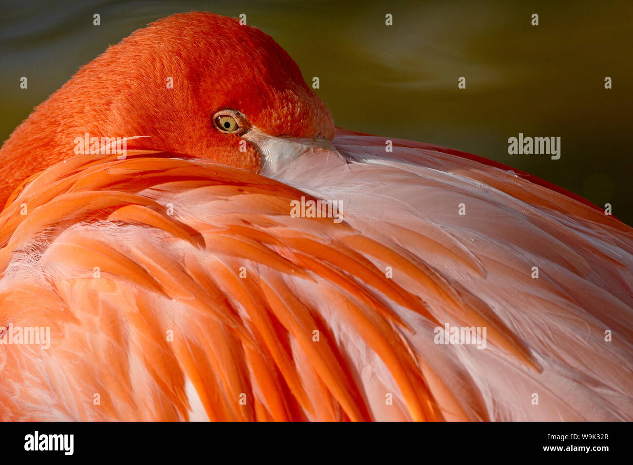 Caraibi flamingo (Phoenicopterus ruber ruber) con becco annidato in piume della schiena, Rio Grande Zoo di Albuquerque Parco Biologico, STATI UNITI D'AMERICA Foto Stock