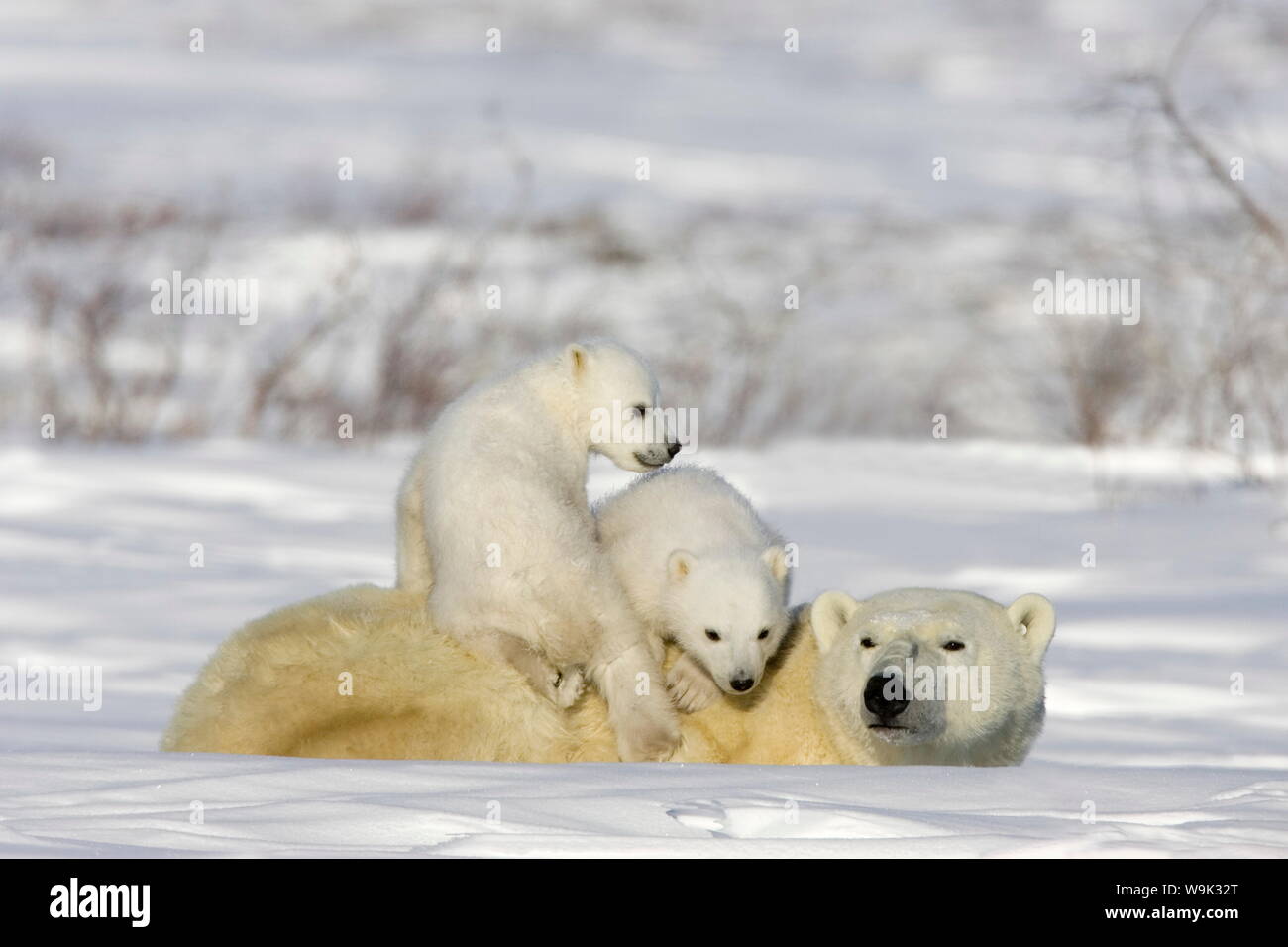 Orso polare con i cuccioli, (Ursus maritimus), Churchill, Manitoba, Canada Foto Stock