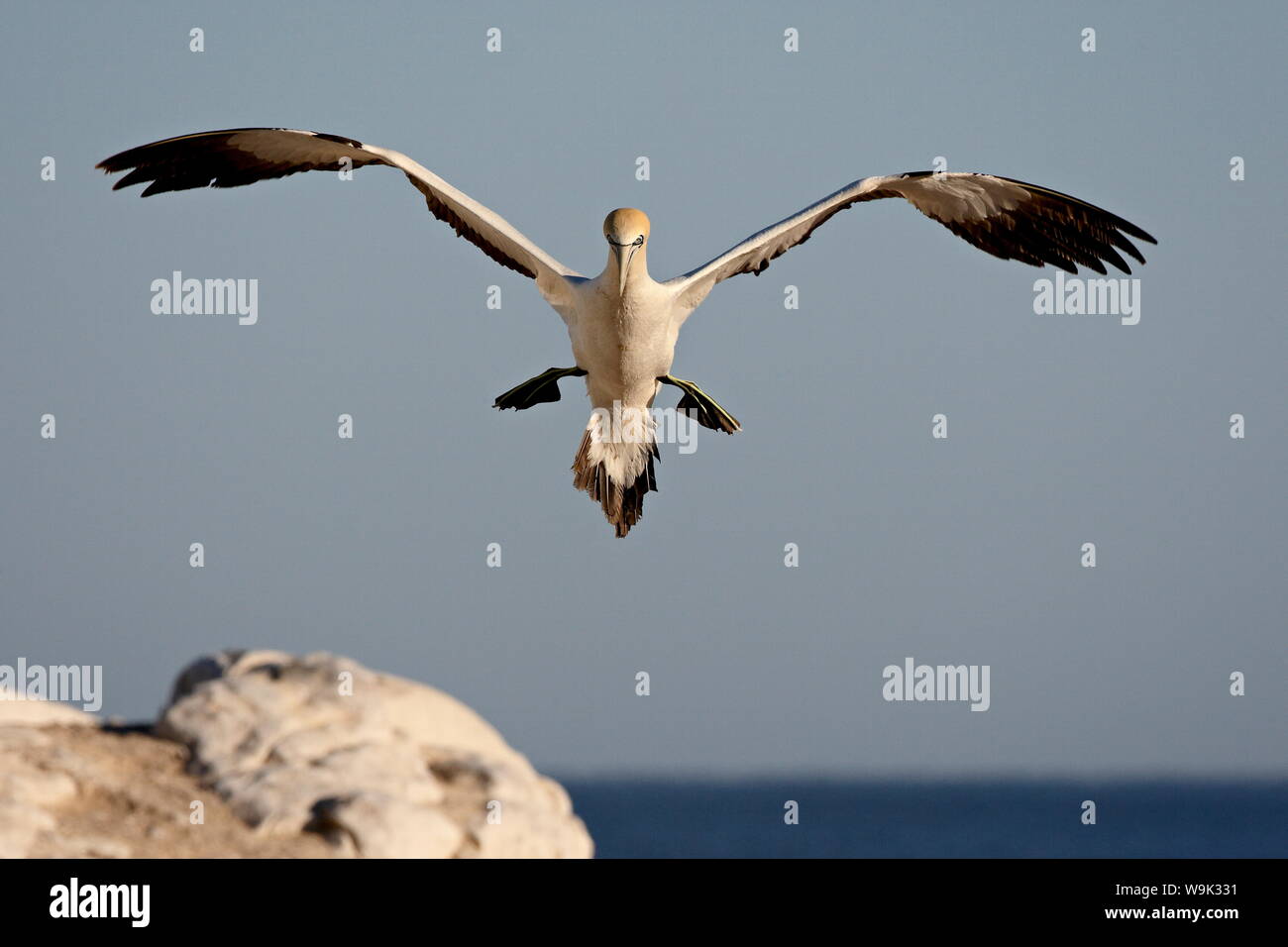 Cape gannet (Morus capensis) lo sbarco, Lamberts Bay, Provincia del Capo Occidentale, Sud Africa e Africa Foto Stock