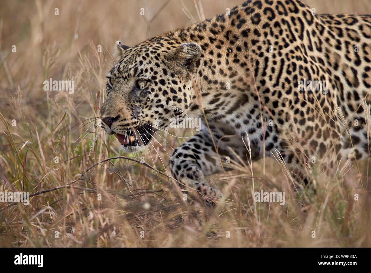 Leopard (Panthera pardus), Kruger National Park, Sud Africa e Africa Foto Stock