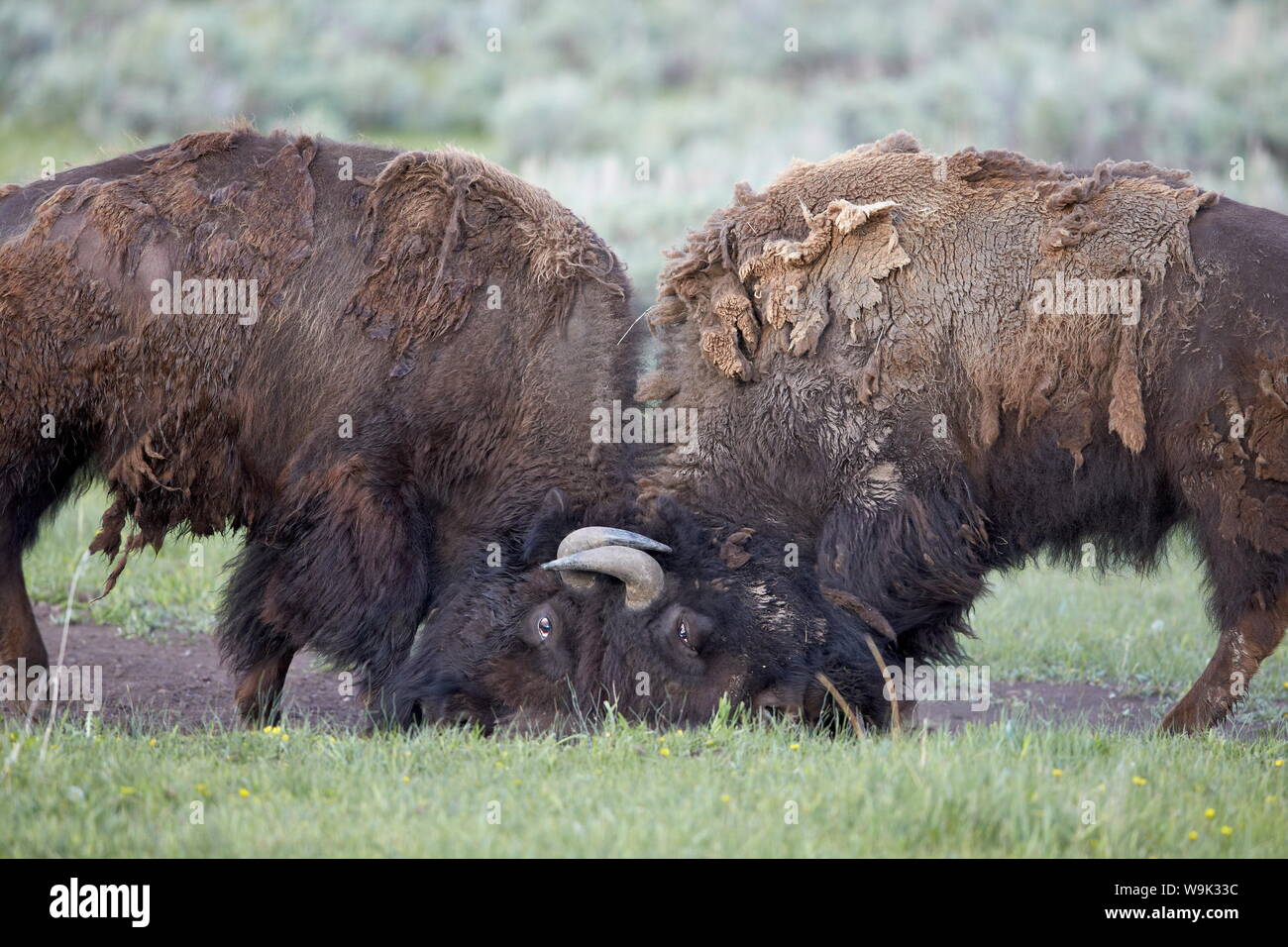 Due (Bison bison bison) i tori di combattimento, il Parco Nazionale di Yellowstone, Wyoming negli Stati Uniti d'America, America del Nord Foto Stock