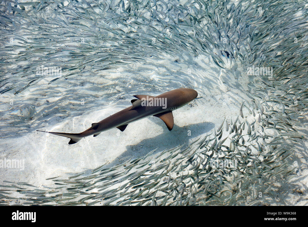 Baby black-squali pinna essendo circondato da una scuola di argento spratti in una laguna poco profonda, Maldive, Oceano Indiano, Asia Foto Stock