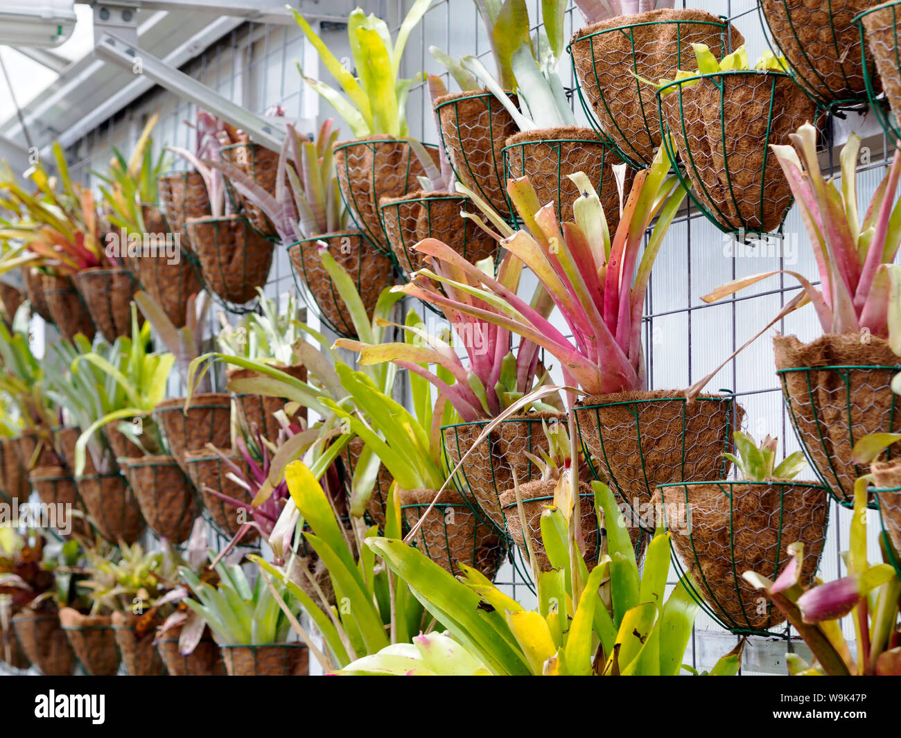 Bromeliacee in cestelli appesi lungo una parete nel Anderson Bromeliad conservatorio. South Texas Botanical Gardens & Centro Natura nel Corpus Christi. Foto Stock