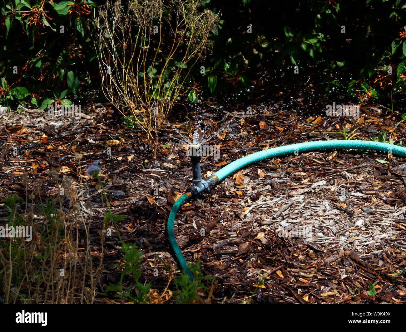 Sprinkler acqua attaccata al tubo da giardino irriga un mulched zona ombreggiata. Spray e le goccioline di acqua visibile. Foto Stock