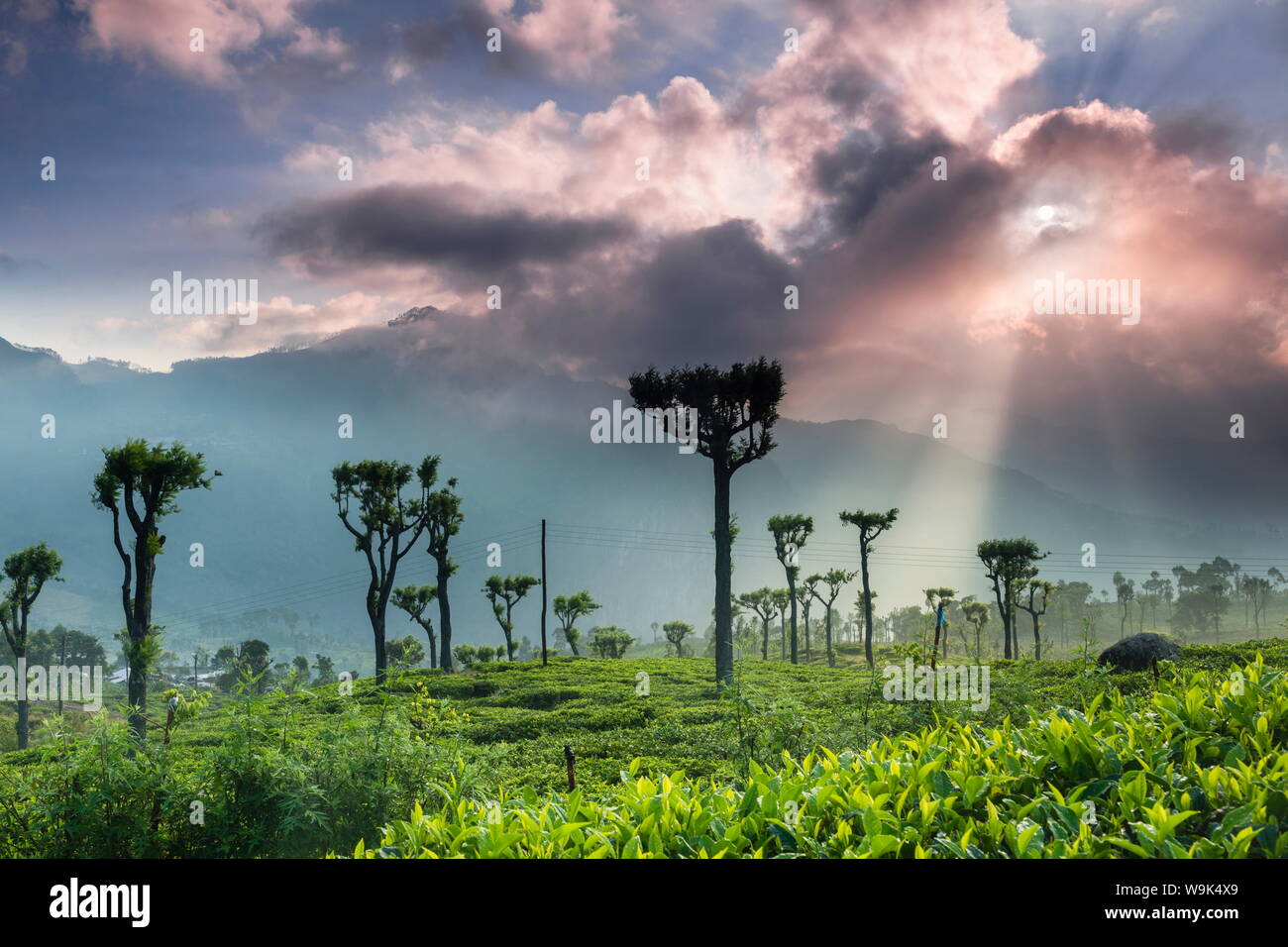 Sunrise oltre le piantagioni di tè e le montagne, Haputale, Sri Lanka Hill Country, Highlands Centrali, Sri Lanka, Asia Foto Stock