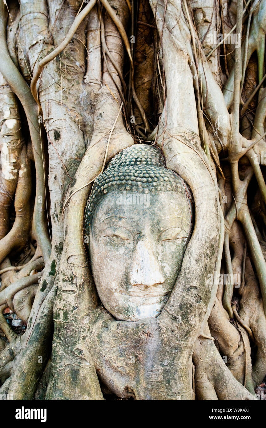 Pietra grande testa di Buddha in fig tree radici, Wat Mahathat, Ayutthaya, sito Patrimonio Mondiale dell'UNESCO, Thailandia, Sud-est asiatico, in Asia Foto Stock