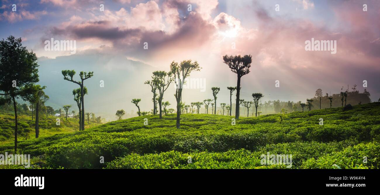 Sunrise oltre le piantagioni di tè e le montagne, Haputale, Sri Lanka Hill Country, Highlands Centrali, Sri Lanka, Asia Foto Stock