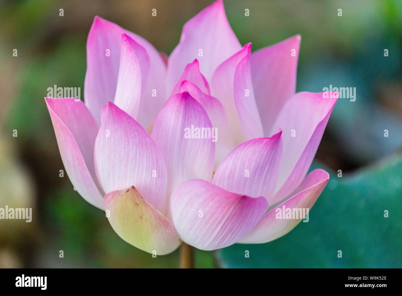 Fiore di loto (Nelumbo nucifera) lungo il fiume Tonle Sap, Cambogia, Indocina, Asia sud-orientale, Asia Foto Stock