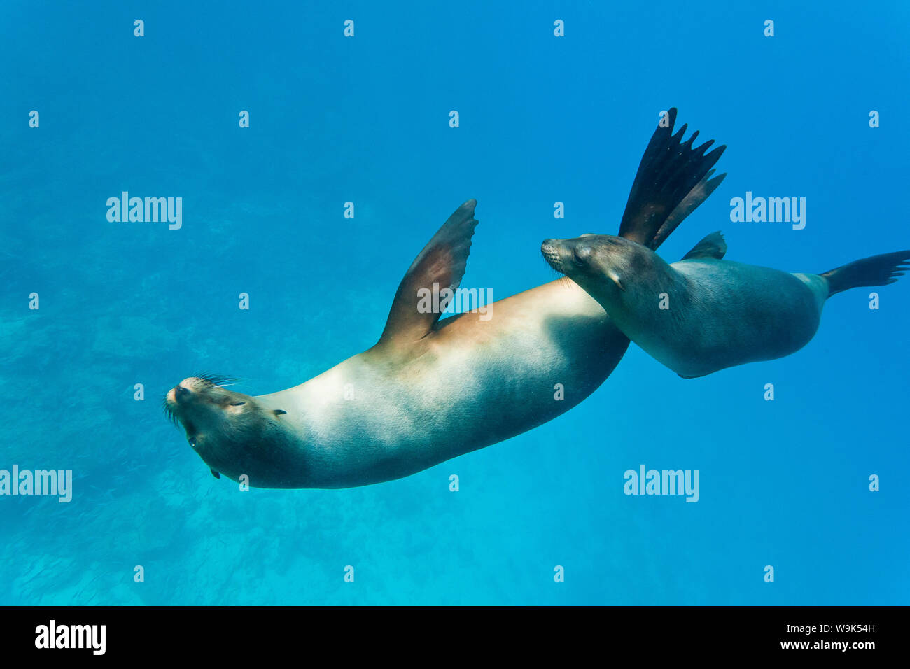 Le Galapagos i leoni di mare (Zalophus wollebaeki) subacquea, Champion isola, isole Galapagos, Ecuador, Sud America Foto Stock