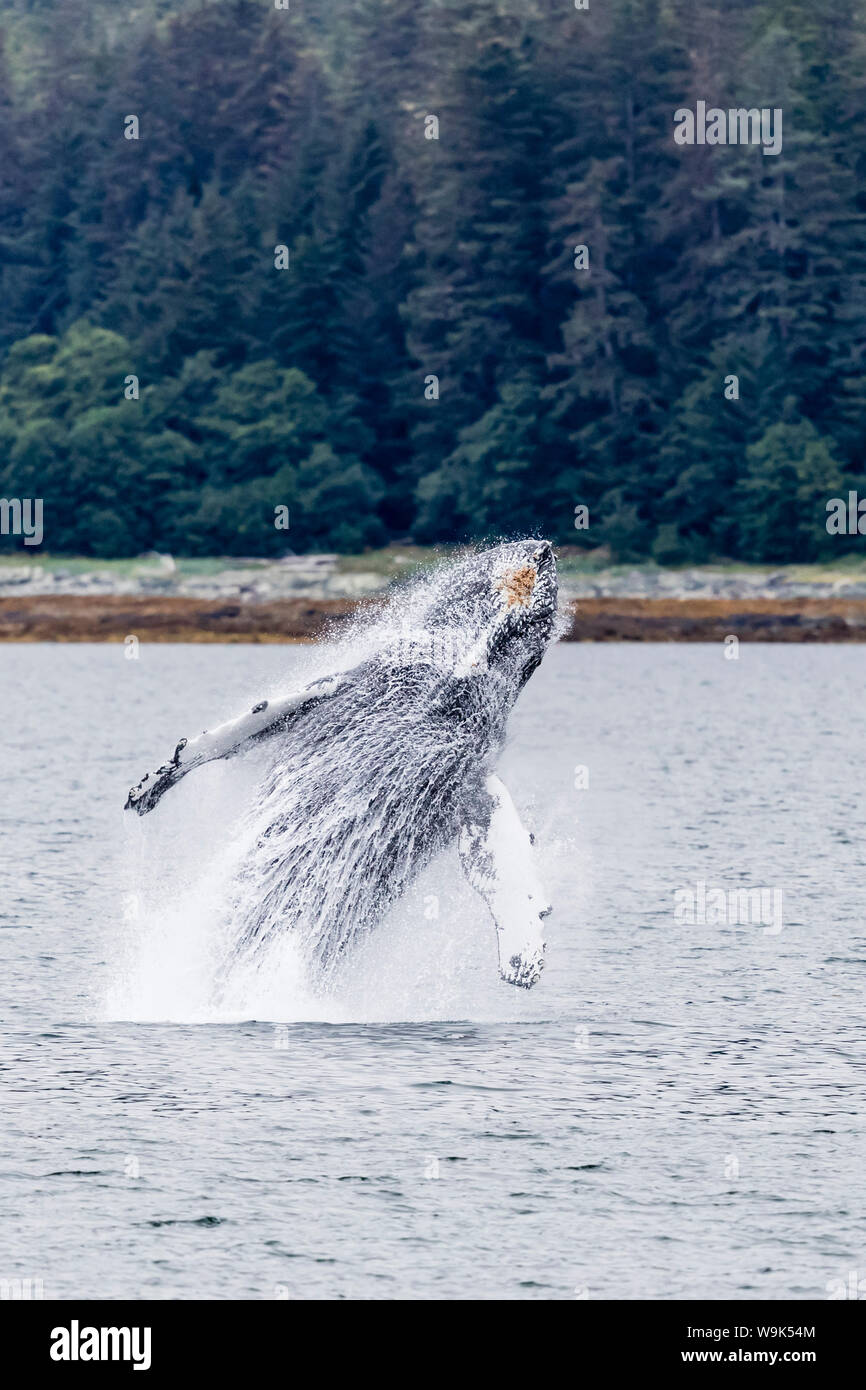 Humpback Whale (Megaptera novaeangliae) violare vicino alla penisola di vetro, a sud-est di Alaska, Stati Uniti d'America, America del Nord Foto Stock