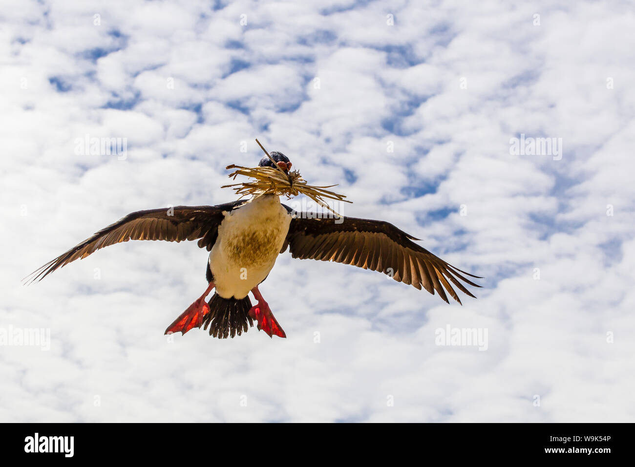 Il marangone dal ciuffo imperiale (Phalacrocorax atriceps albiventer) in volo, nuova isola, Isole Falkland, Sud Atlantico, Sud America Foto Stock