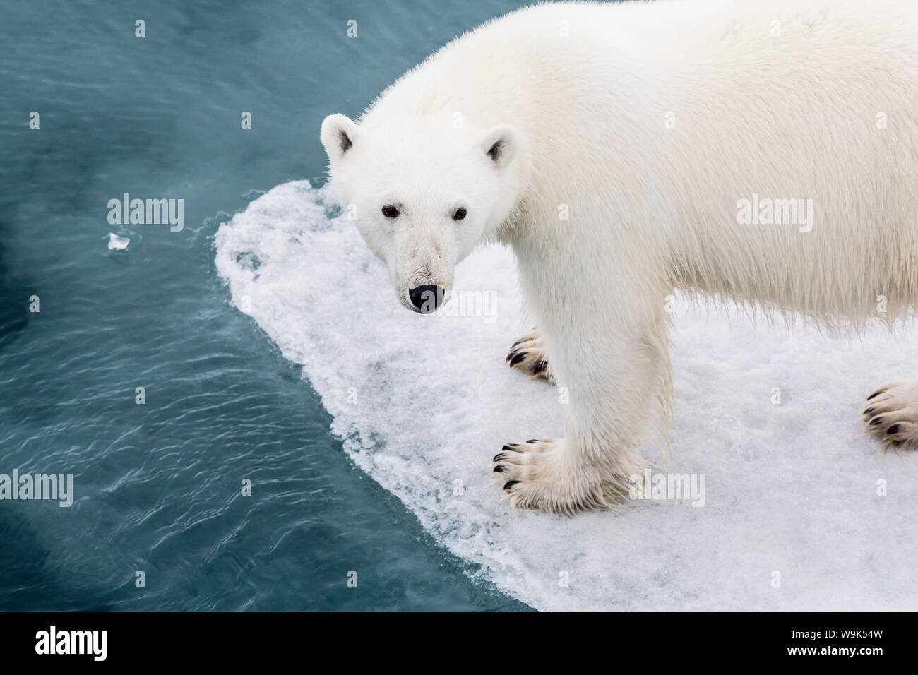 Un curioso giovane orso polare (Ursus maritimus) sul ghiaccio di recare il suono, isola Spitsbergen, Svalbard, Norvegia, Scandinavia, Europa Foto Stock