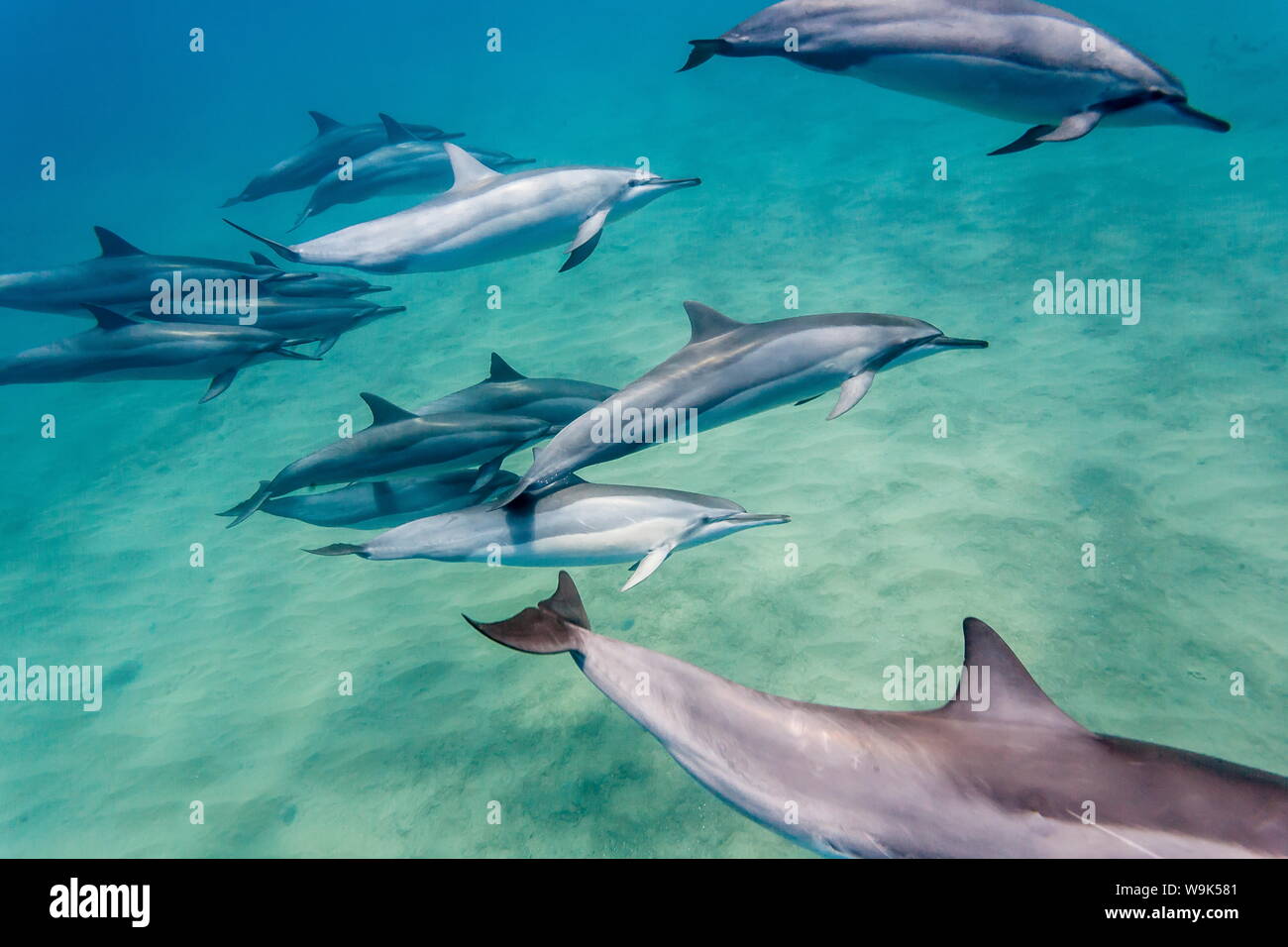Hawaiian spinner (delfini Stenella longirostris), Canale AuAu, Maui, Hawaii, Stati Uniti d'America, il Pacifico Foto Stock