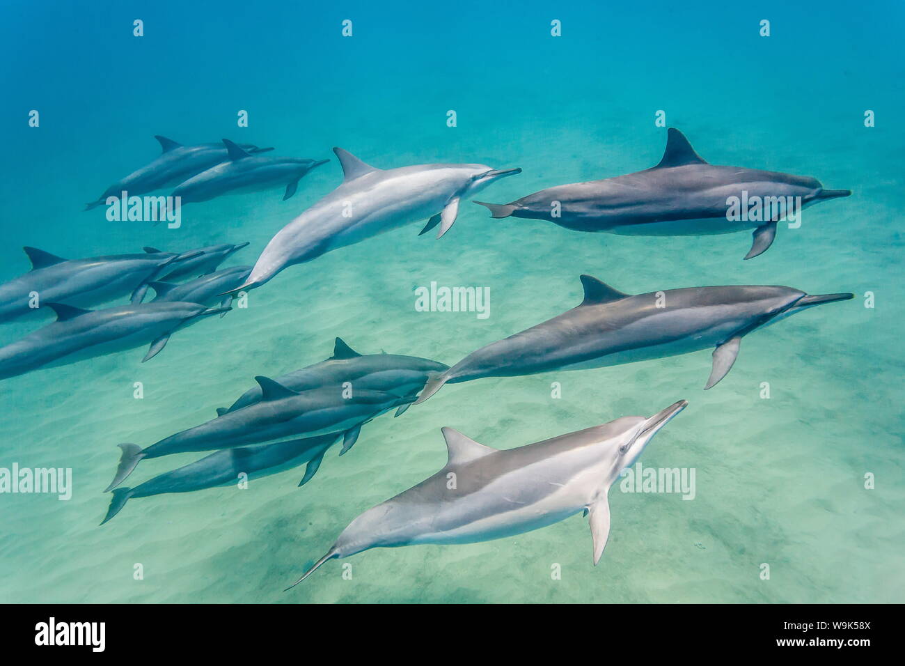 Hawaiian spinner (delfini Stenella longirostris), Canale AuAu, Maui, Hawaii, Stati Uniti d'America, il Pacifico Foto Stock