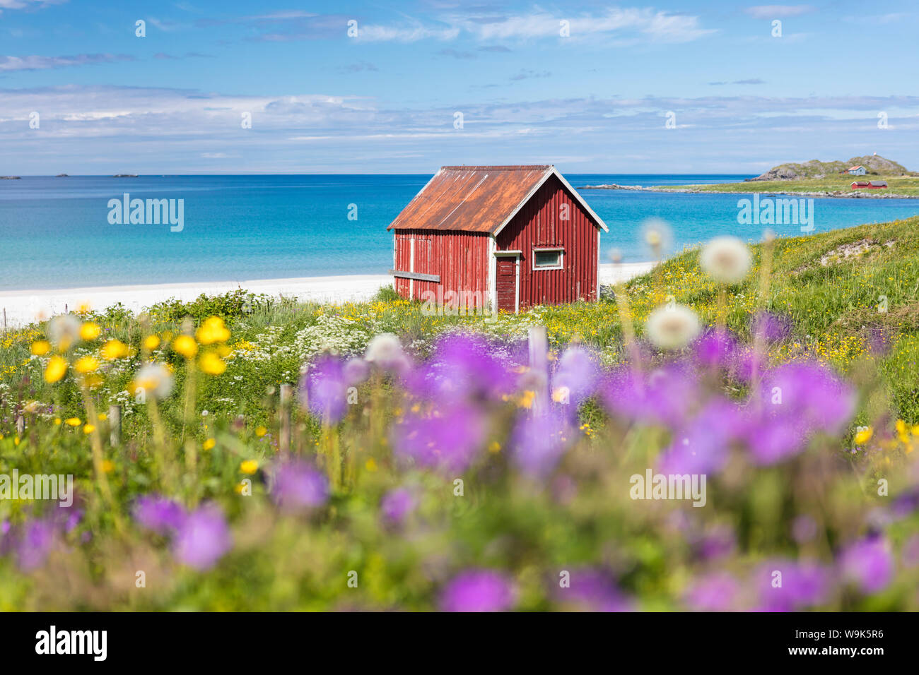 Fiori colorati sul verde dei prati telaio le tipiche rorbu circondato dal mare turchese, Ramberg, Isole Lofoten in Norvegia, Scandinavia, Europa Foto Stock