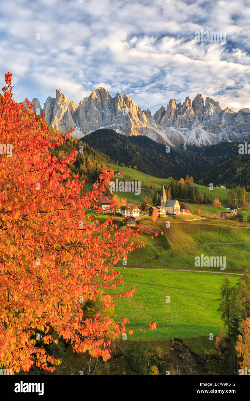 Red ciliegi in colore di autunno strada del paese intorno a Santa Maddalena village, sullo sfondo le Odle montagne, Val di Funes, Alto Adige, Italia Foto Stock