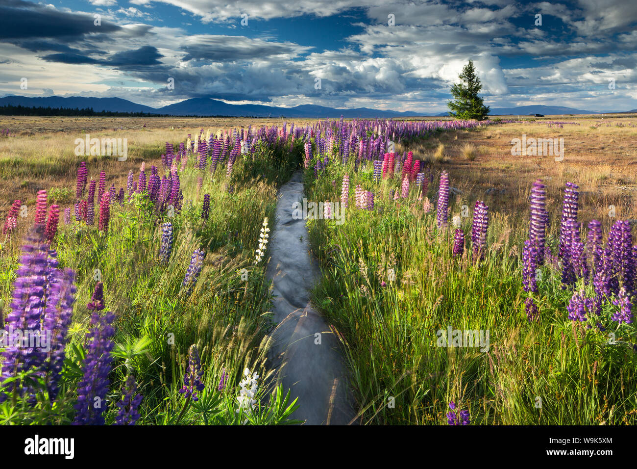 Lupin rivestita stream, vicino al Lago Tekapo, Mackenzie paese, South Island, in Nuova Zelanda, Pacific Foto Stock
