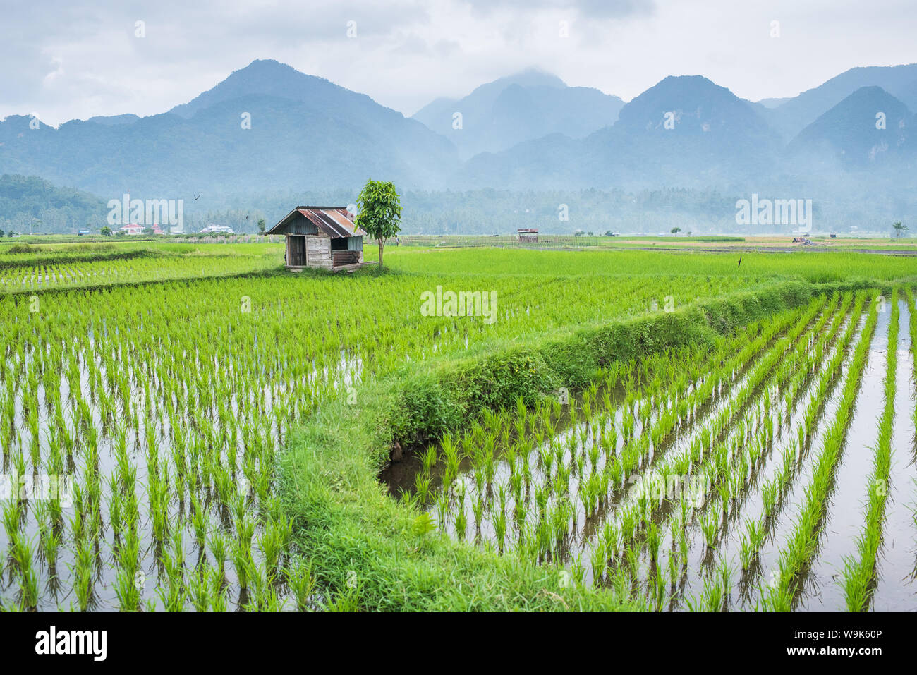 Piccola capanna nel mezzo del campo di Padi in Sumatra, Indonesia, sud-est asiatico Foto Stock