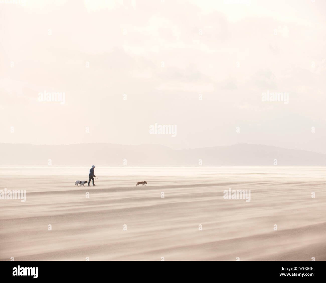 Donna che cammina con cani su una spiaggia di vento secco con sabbie mobili creando una nuvola al calpestio, West Kirkby, Wirral, England, Regno Unito, Europa Foto Stock