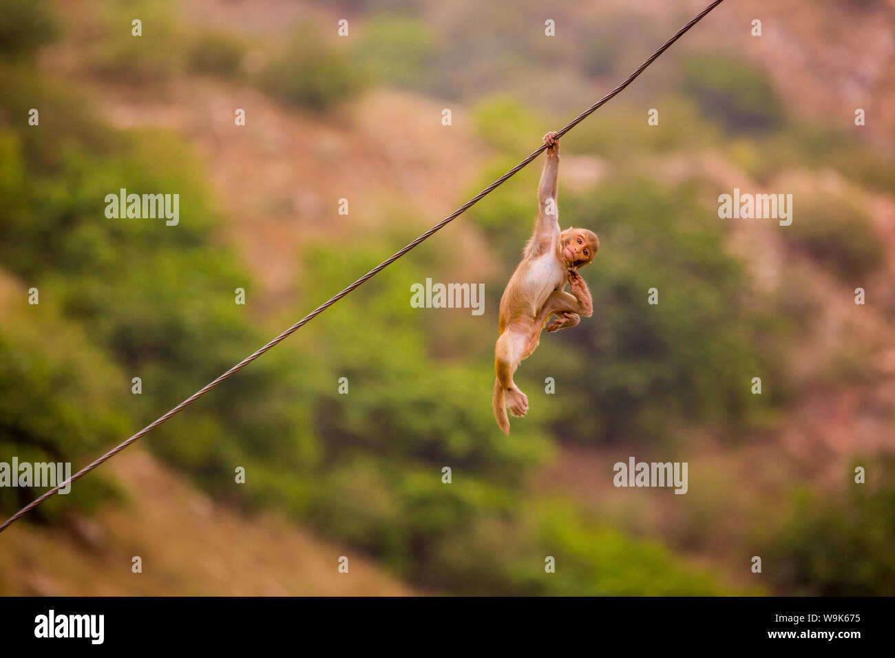 Wild monkey appendere fuori, Jaipur, Rajasthan, India, Asia Foto Stock