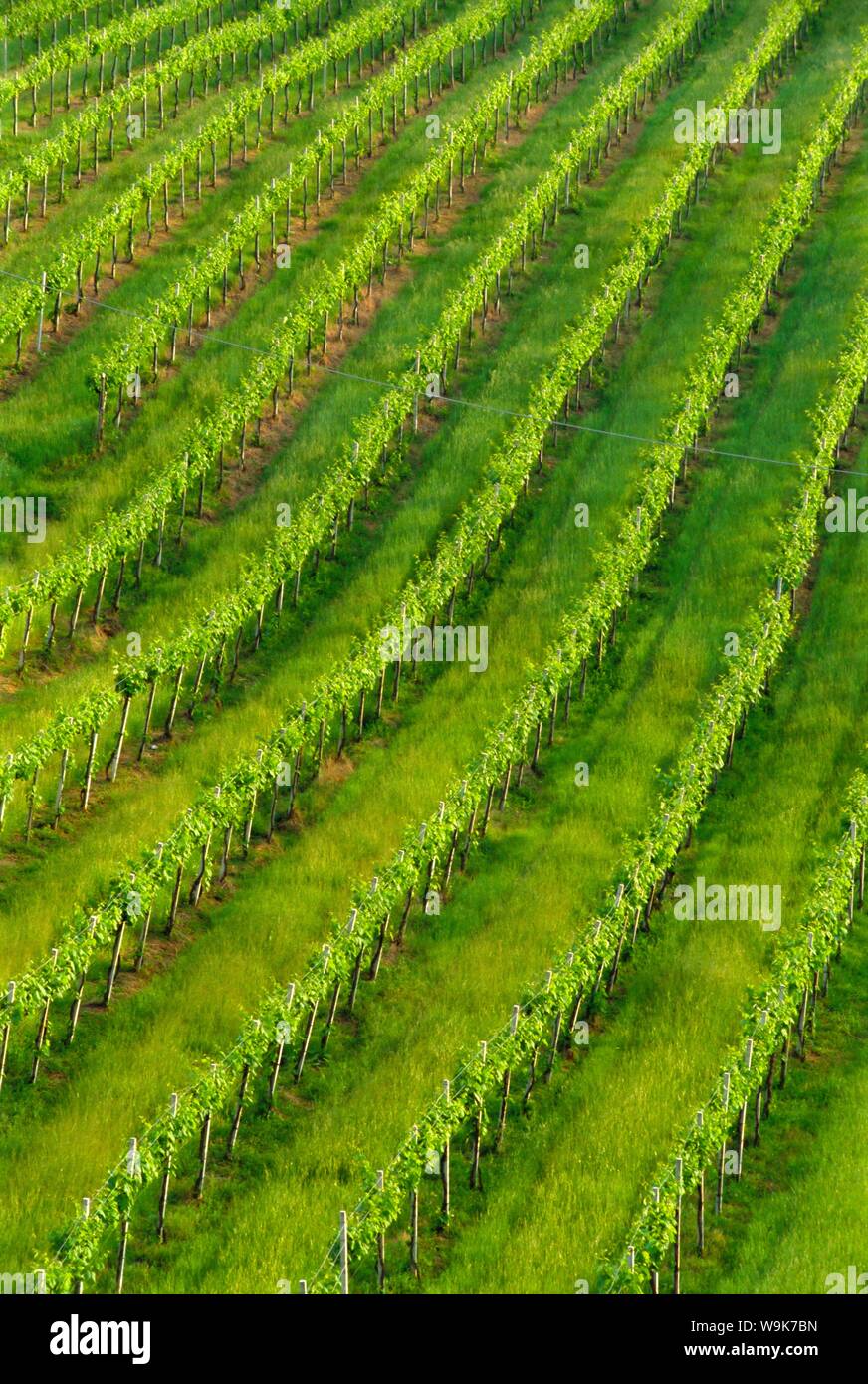 Vigneti vicino a San Gimignano, Toscana, Italia, Europa Foto Stock