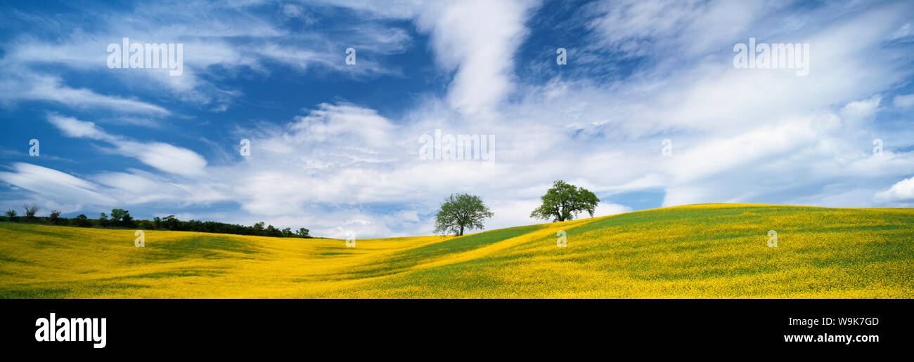 Due alberi in olio di colza campo, nei pressi di San Quirico d'Orcia, Toscana, Italia, Europa Foto Stock