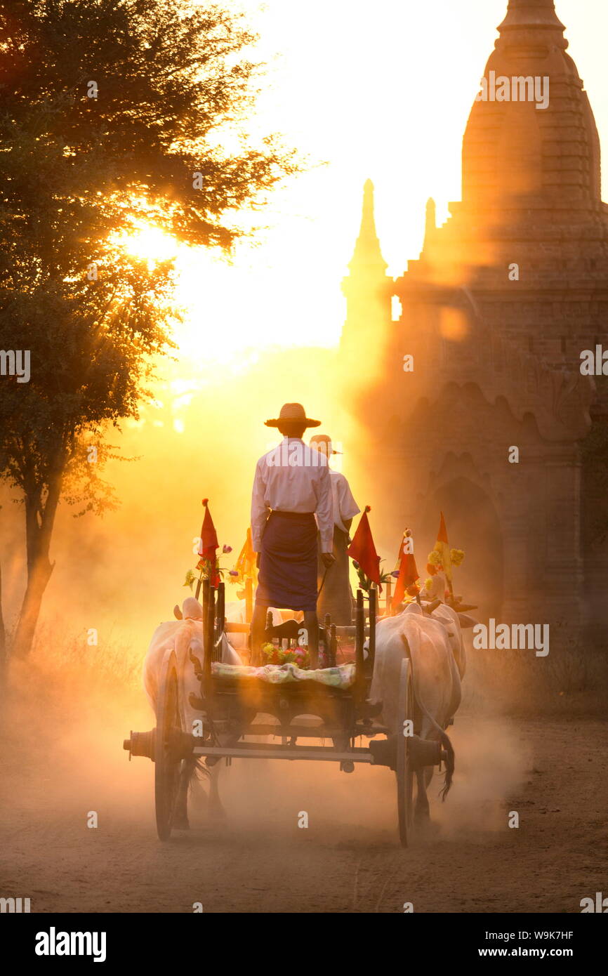 Carrello di giovenco su una pista polverosa tra i templi di Bagan con la luce dal sole che splende attraverso la polvere, Bagan, Myanmar, sud-est asiatico Foto Stock