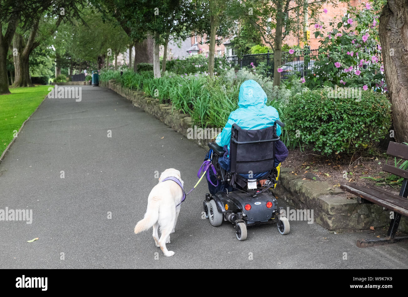 Assistant,dog,aiutare,donna,a,carrozzella,mobility,scooter, a, Cae Glas Park,Oswestry,a,mercati,città,a,Shropshire,confine,di, Galles,l'Inghilterra,GB,UK, Foto Stock