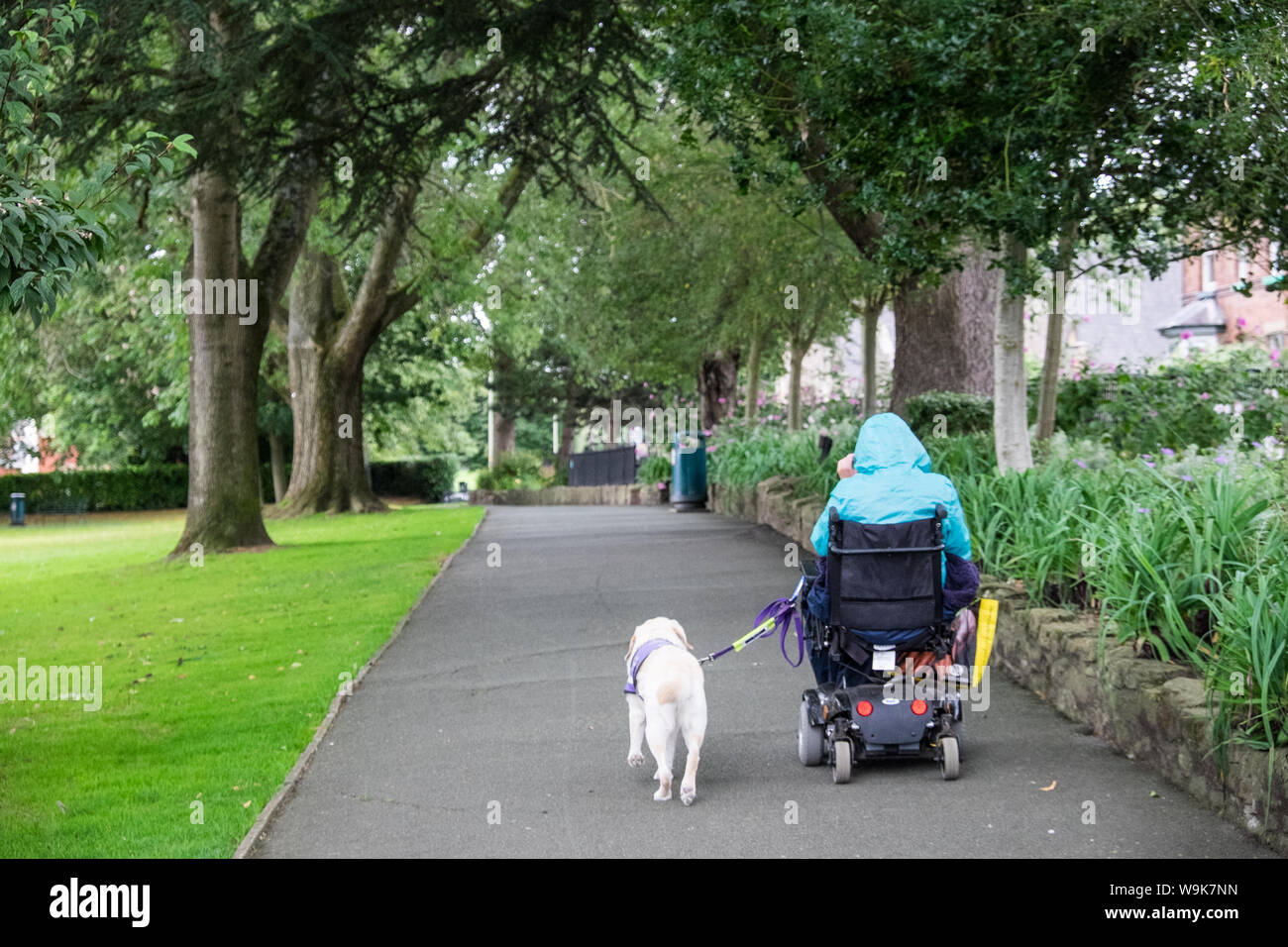 Assistant,dog,aiutare,donna,a,carrozzella,mobility,scooter, a, Cae Glas Park,Oswestry,a,mercati,città,a,Shropshire,confine,di, Galles,l'Inghilterra,GB,UK, Foto Stock