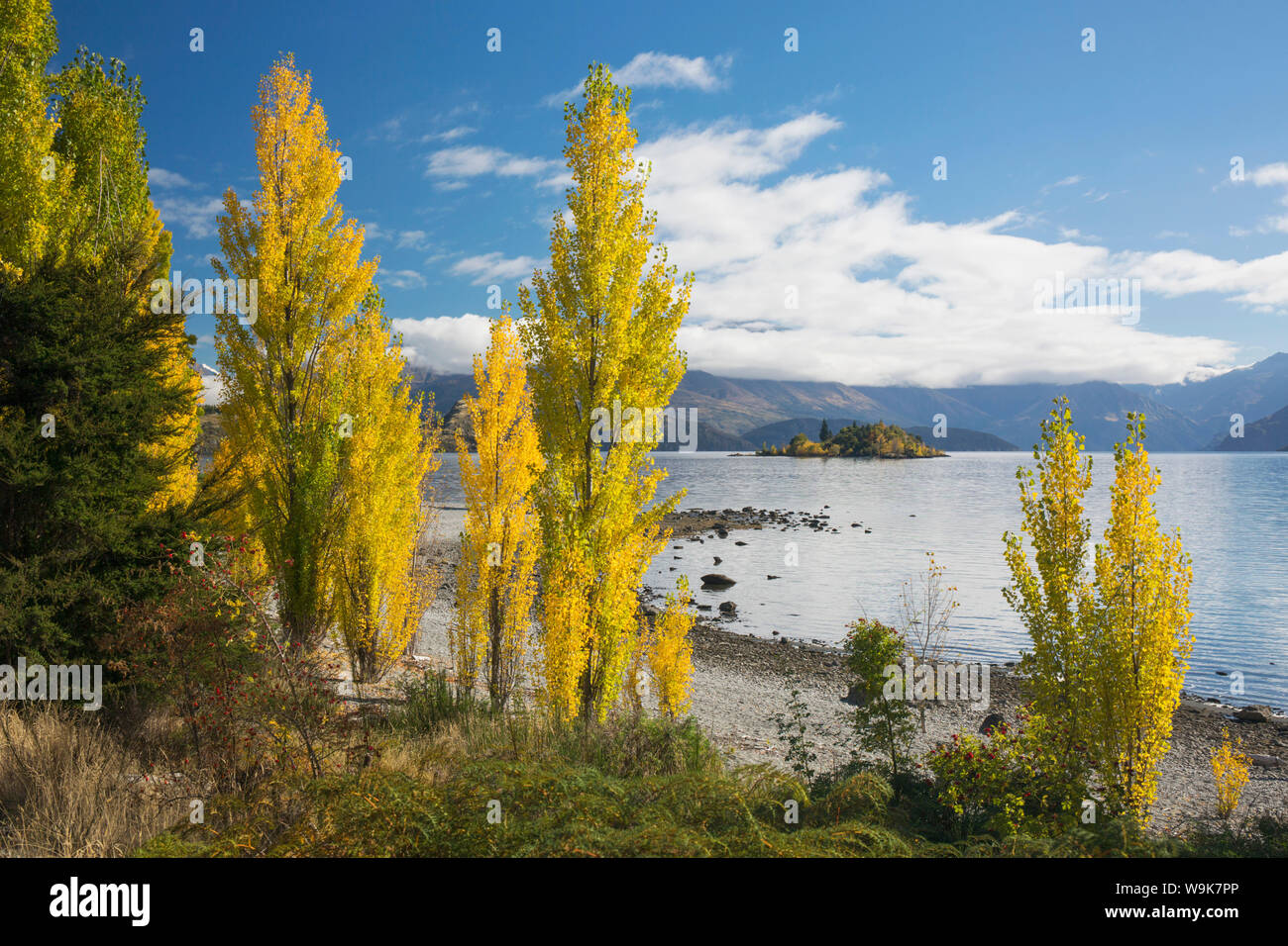 Pioppi crescono sulle rive del Lago Wanaka, autunno, Roys Bay, Wanaka, Queenstown-Lakes distretto, Otago, South Island, in Nuova Zelanda, Pacific Foto Stock