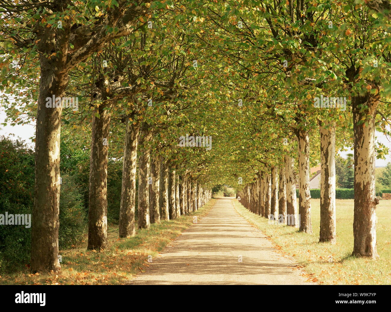 Strada di campagna vicino a Macon, Borgogna, in Francia, in Europa Foto Stock