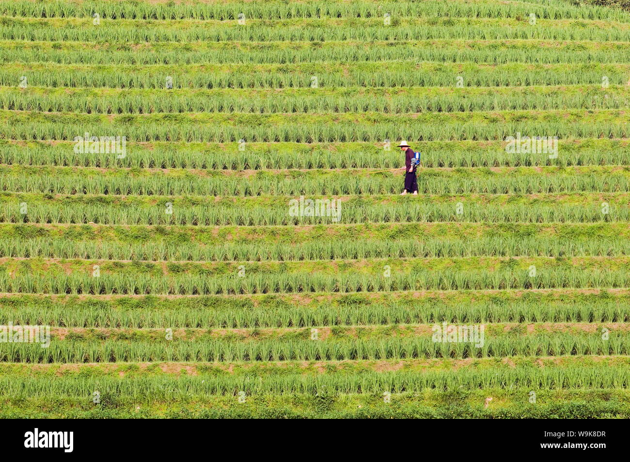Il contadino di irrorazione delle colture di riso per il raccolto al backbone draghi terrazze di riso, Longsheng, provincia di Guangxi, Cina e Asia Foto Stock