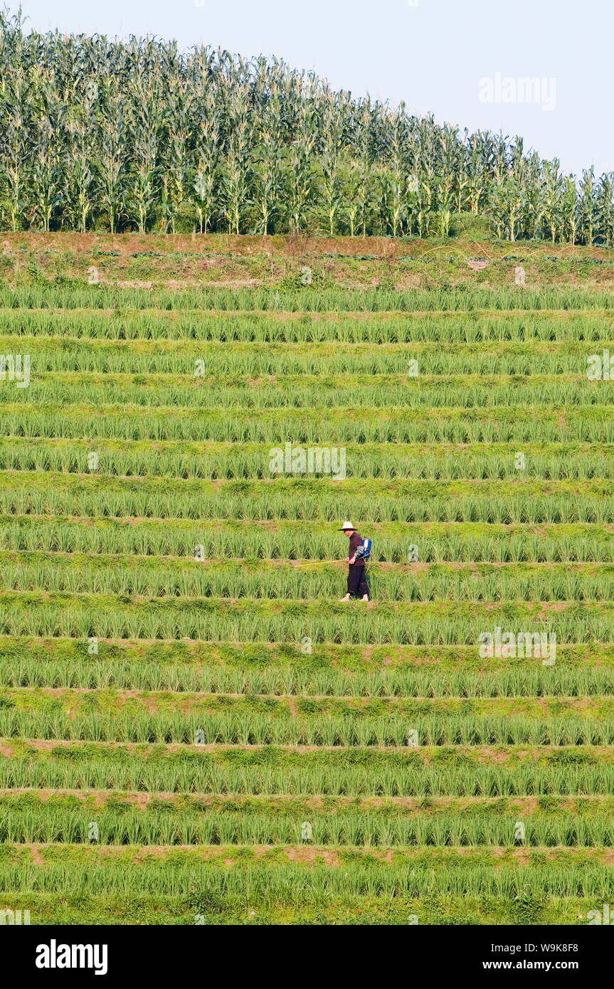 Il contadino di irrorazione delle colture di riso per il raccolto al backbone draghi terrazze di riso, Longsheng, provincia di Guangxi, Cina e Asia Foto Stock