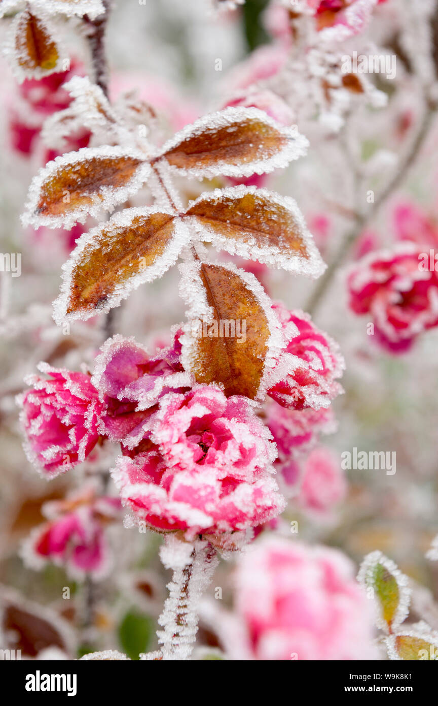 Frost-ricoperto di fiori e foglie, città di Cakovice, Praga, Repubblica Ceca, Europa Foto Stock