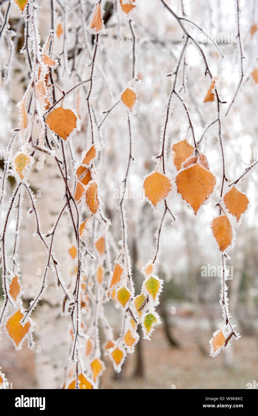 Frost coperto di rami di betulla e foglie, città di Cakovice, Praga, Repubblica Ceca, Europa Foto Stock