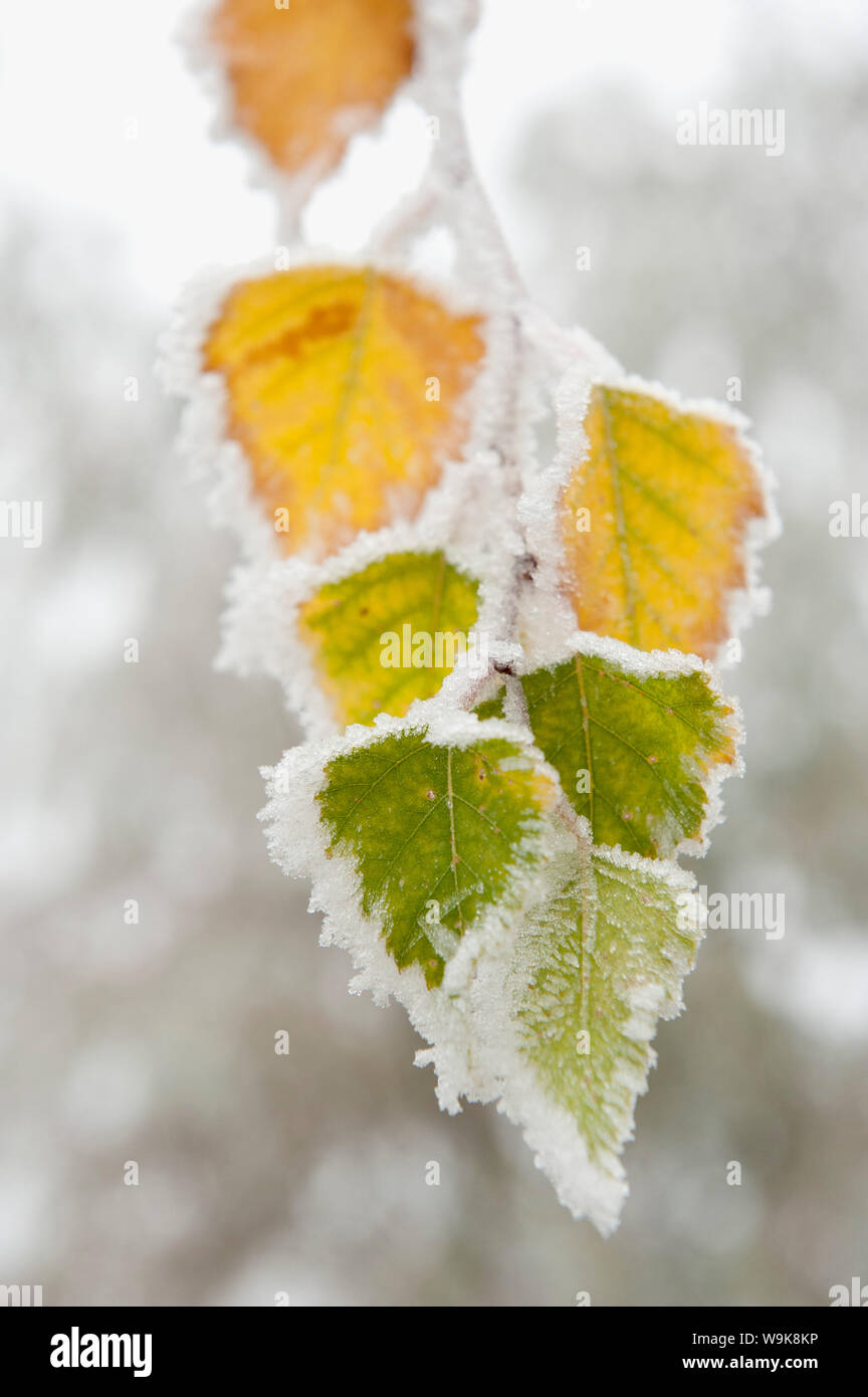 Frost coperto di foglie di betulla, città di Cakovice, Praga, Repubblica Ceca, Europa Foto Stock
