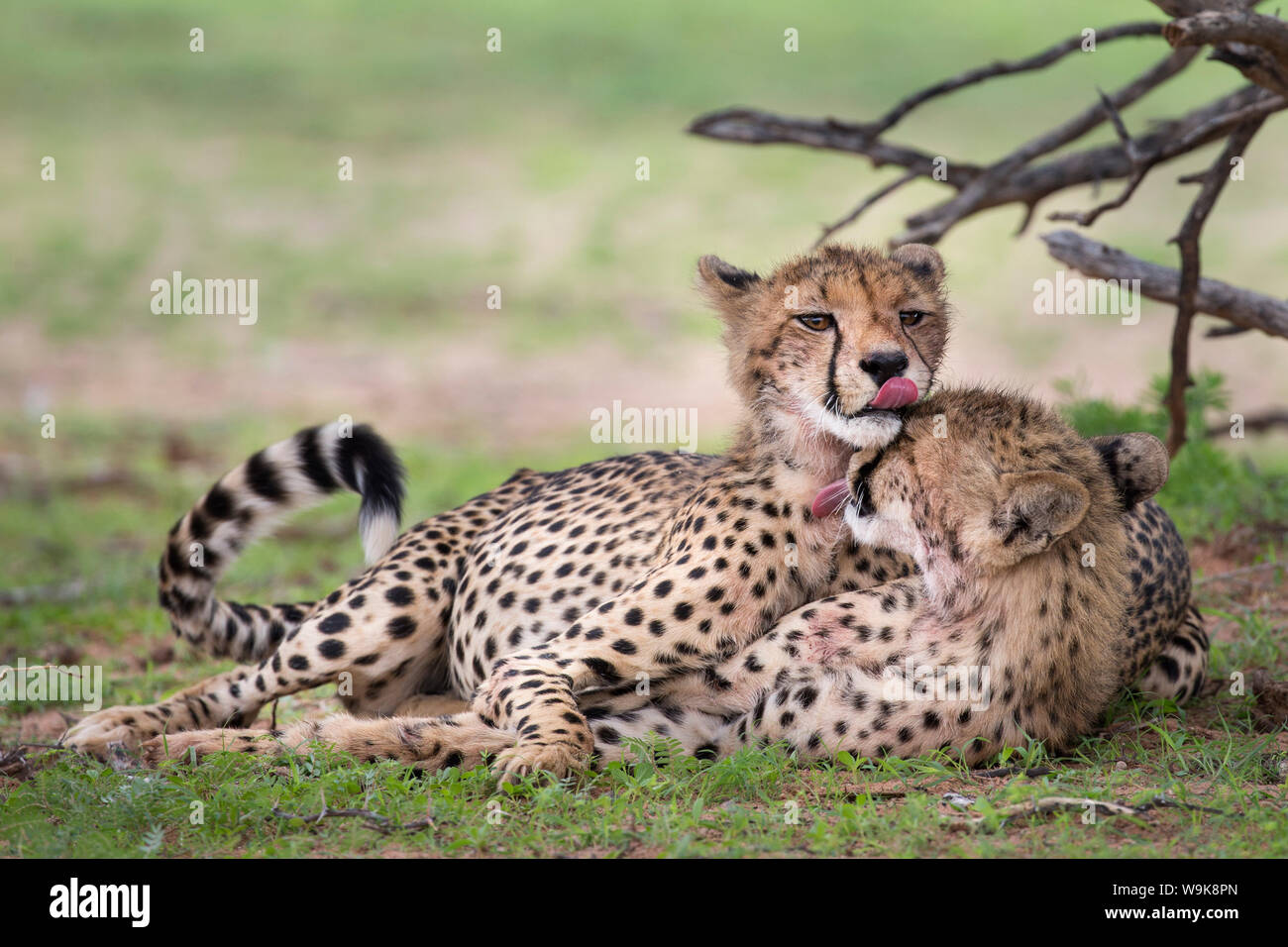 Cuccioli di ghepardo (Acinonyx jubatus), la pulizia di ogni altro dopo aver mangiato, Kgalagadi Parco transfrontaliero, Northern Cape, Sud Africa e Africa Foto Stock