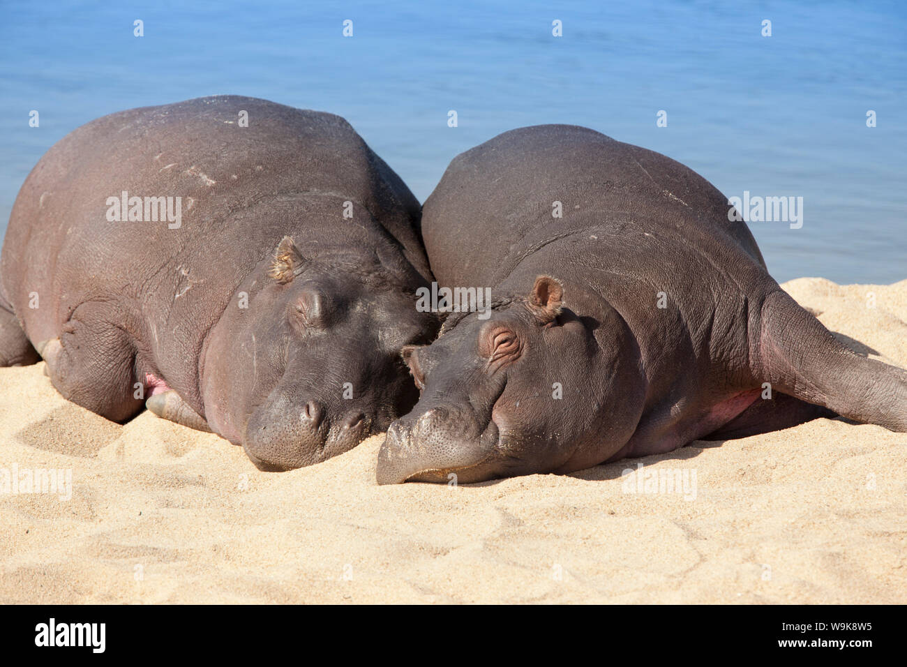 Ippopotamo (Hippopotamus amphibius) dormire, Parco Nazionale Kruger, Mpumalanga, Sud Africa e Africa Foto Stock