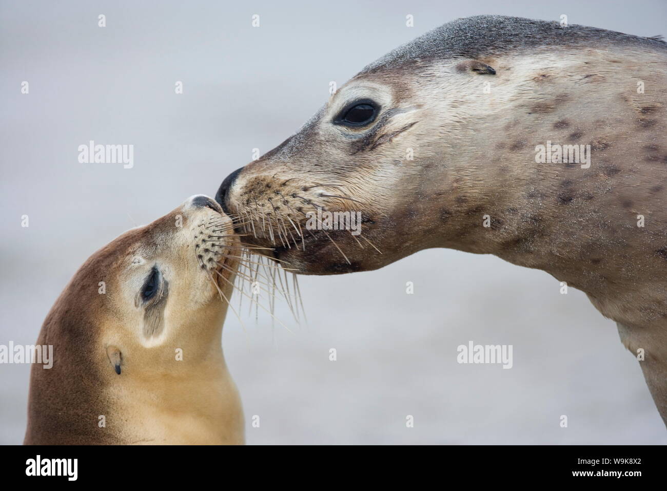 Australian Sea Lion (Neophoca cinerea), Seal Bay, Kangaroo Island, South Australia, Australia Pacific Foto Stock