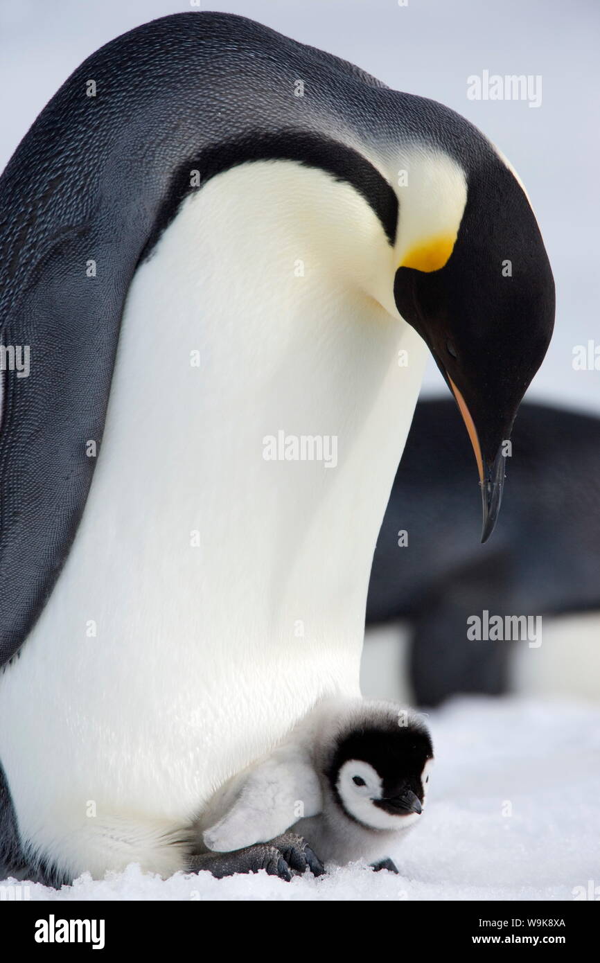 Pinguino imperatore (Aptenodytes forsteri) e pulcino, Snow Hill Island, Mare di Weddell, Antartide, regioni polari Foto Stock
