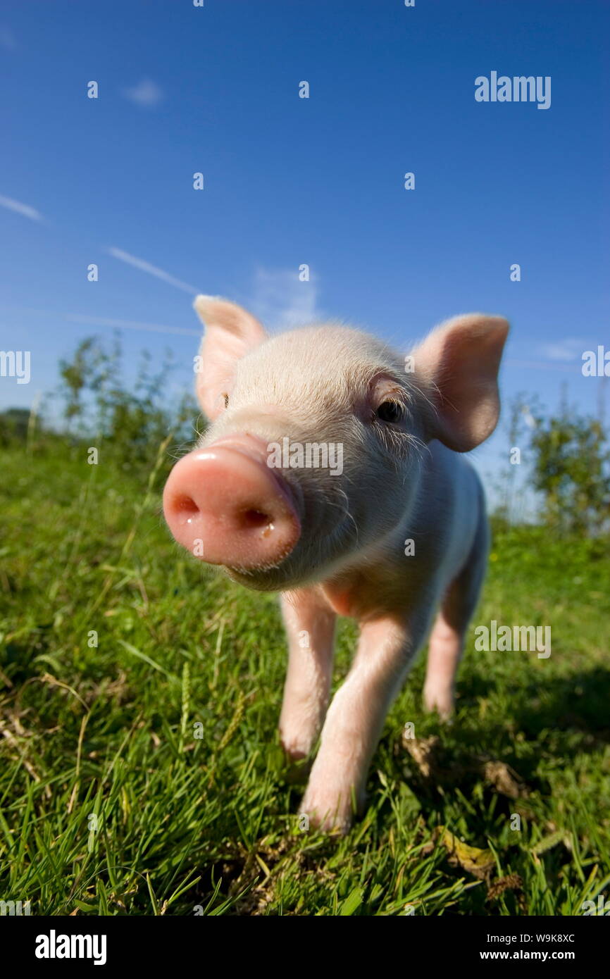 Suini domestici, (Sus scrofa domesticus), Bynde, Nordrhein Westfalen, Germania Foto Stock