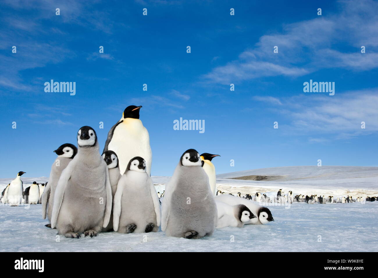 Pinguino imperatore (Aptenodytes forsteri) e pulcini, Snow Hill Island, Mare di Weddell, Antartide, regioni polari Foto Stock