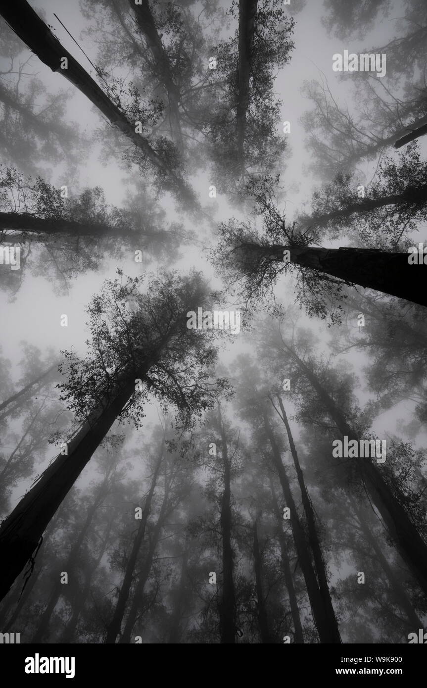 Mountain frassini, piu' alto di piante fiorite in tutto il mondo, in caso di nebbia, Dandenong Ranges, Victoria, Australia Pacific Foto Stock