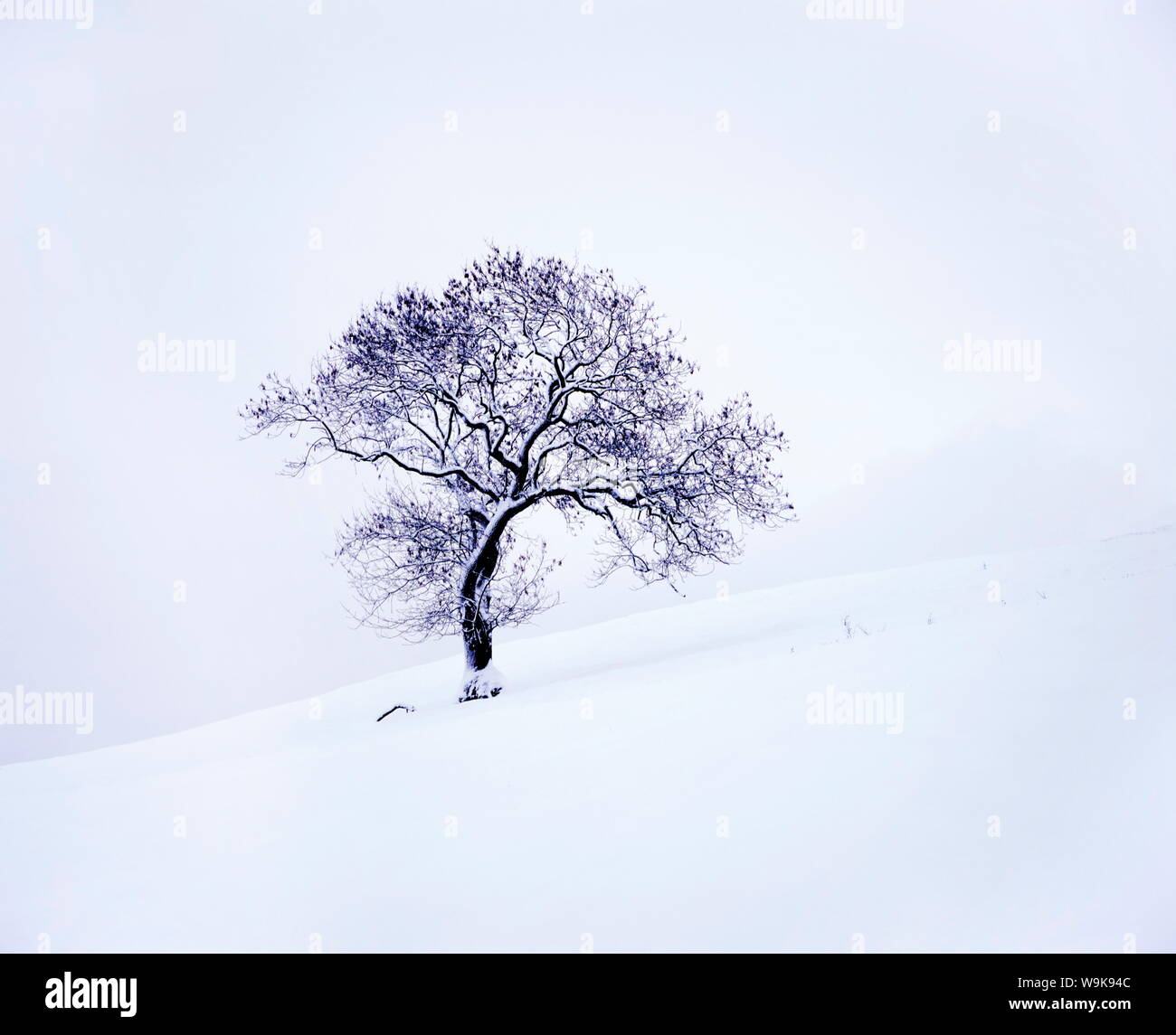 Albero in inverno la neve, North York Moors National Park, North Yorkshire, Inghilterra, Regno Unito, Europa Foto Stock