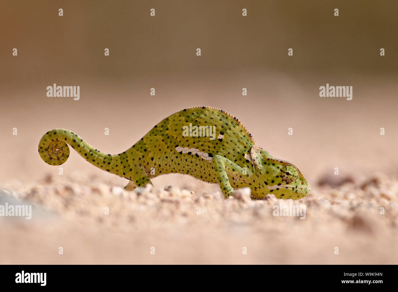 Lembo colli (camaleonte Chamaeleo dilepis), Kruger National Park, Sud Africa e Africa Foto Stock