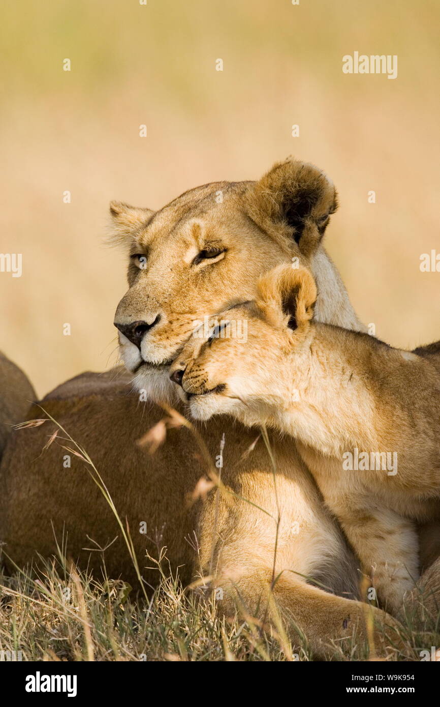 Leonessa e cub (Panthera leo) mostrando affetto, Masai Mara Game Reserve, Kenya, Africa orientale, Africa Foto Stock