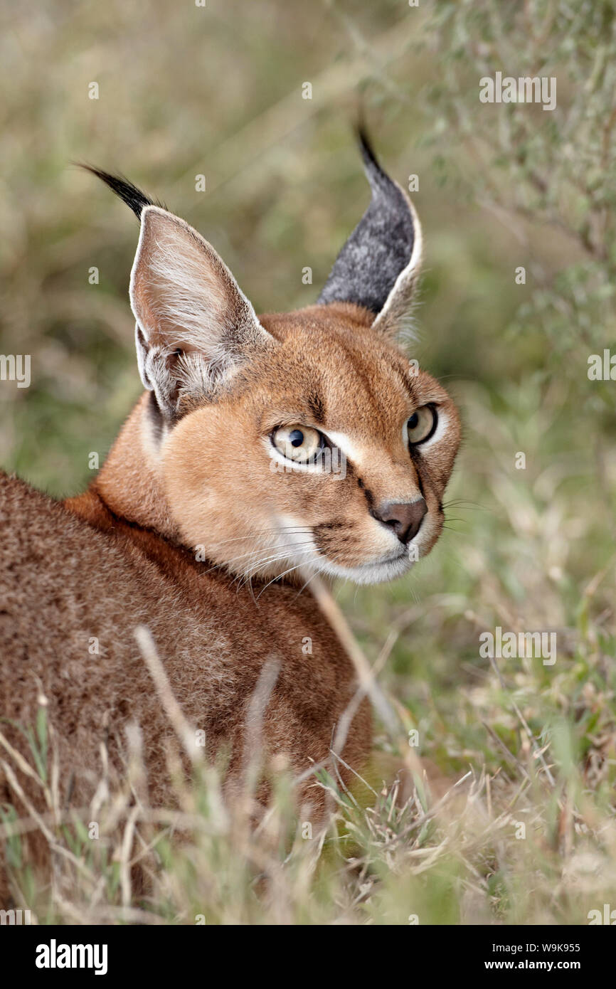 (Caracal Caracal caracal), il Parco Nazionale del Serengeti, Tanzania, Africa orientale, Africa Foto Stock