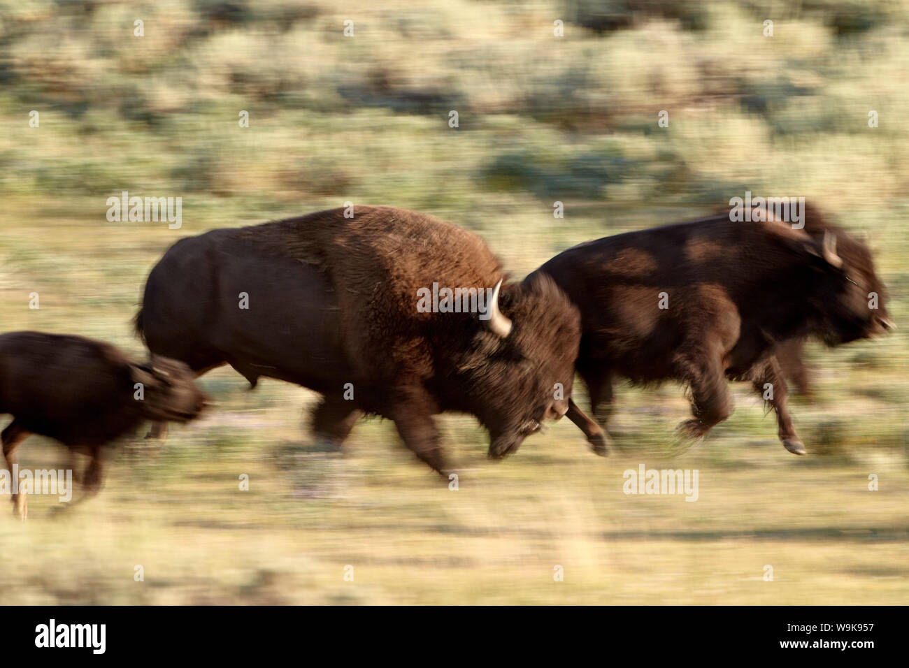 (Bison bison bison) acceso, il Parco Nazionale di Yellowstone, Sito Patrimonio Mondiale dell'UNESCO, Wyoming negli Stati Uniti d'America, America del Nord Foto Stock